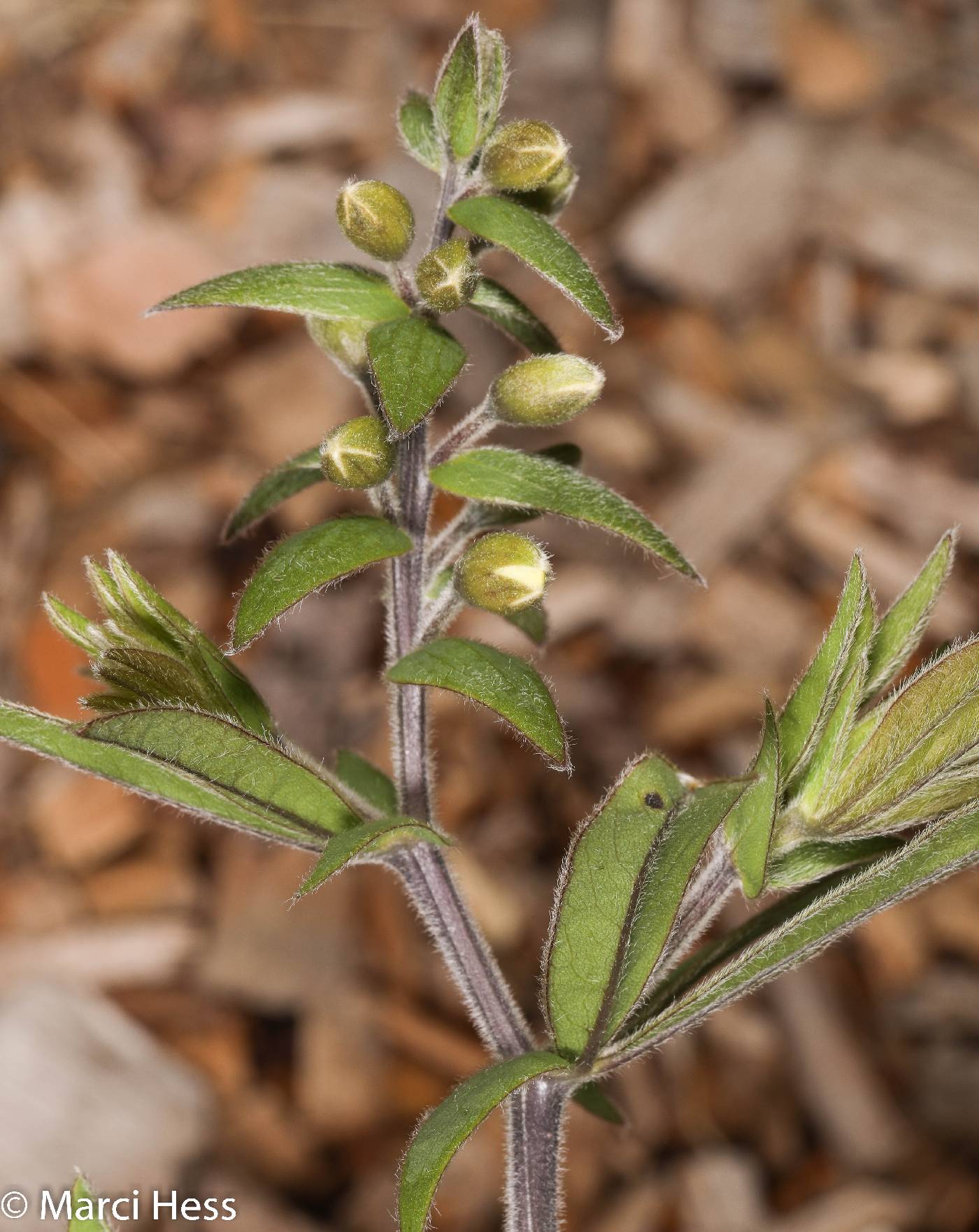 Baptisia leucophaea image