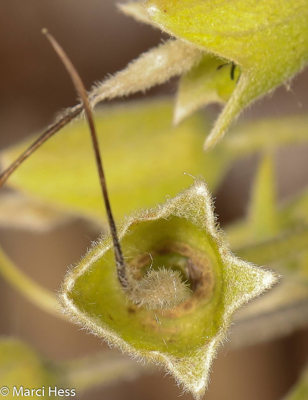 Baptisia leucophaea image