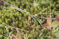 Bartonia virginica image