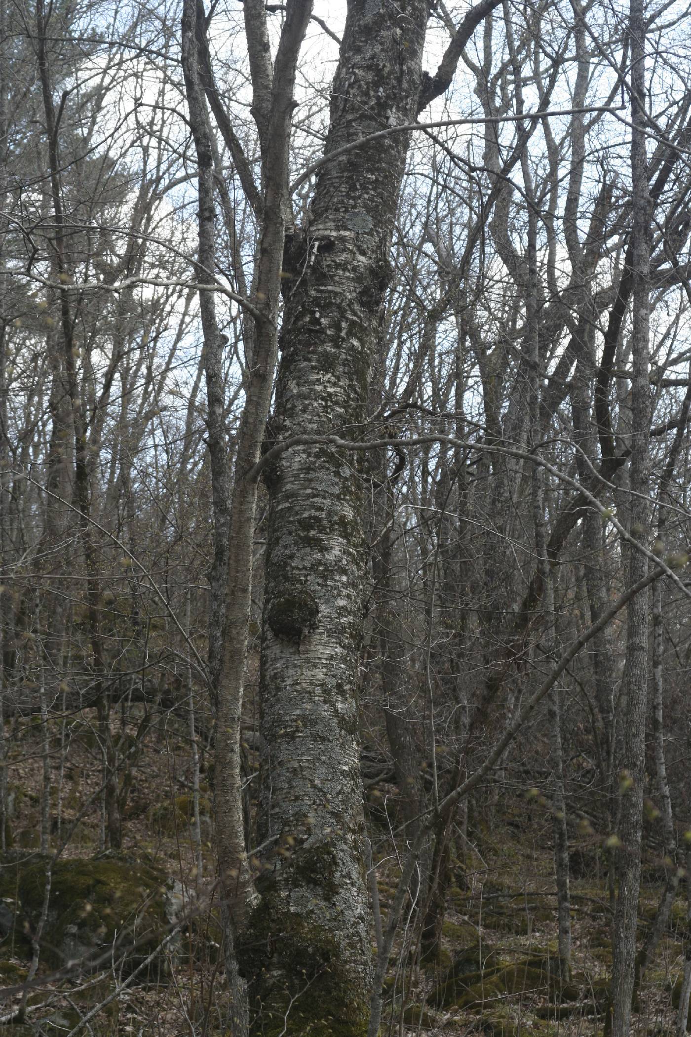 Betula alleghaniensis image