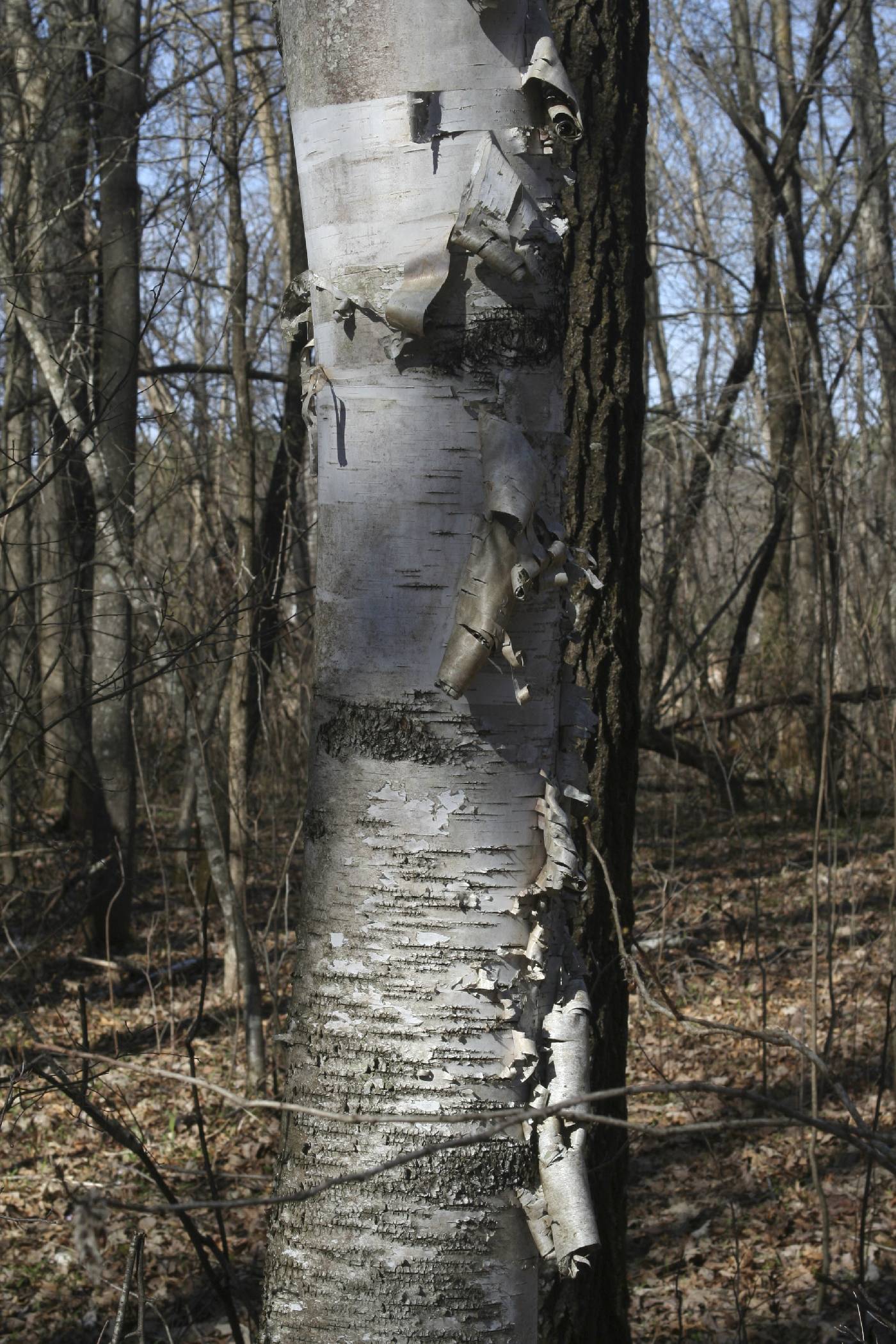 Betula papyrifera image