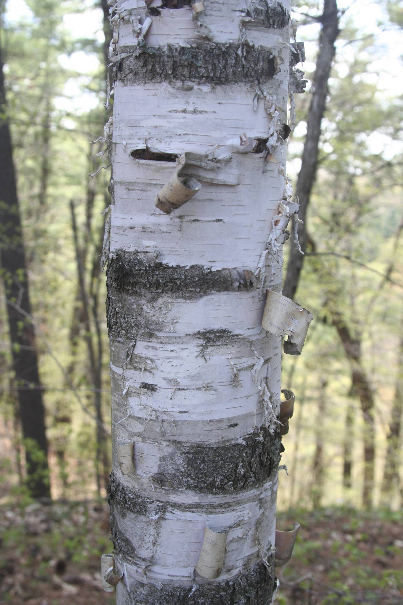 Betula papyrifera image