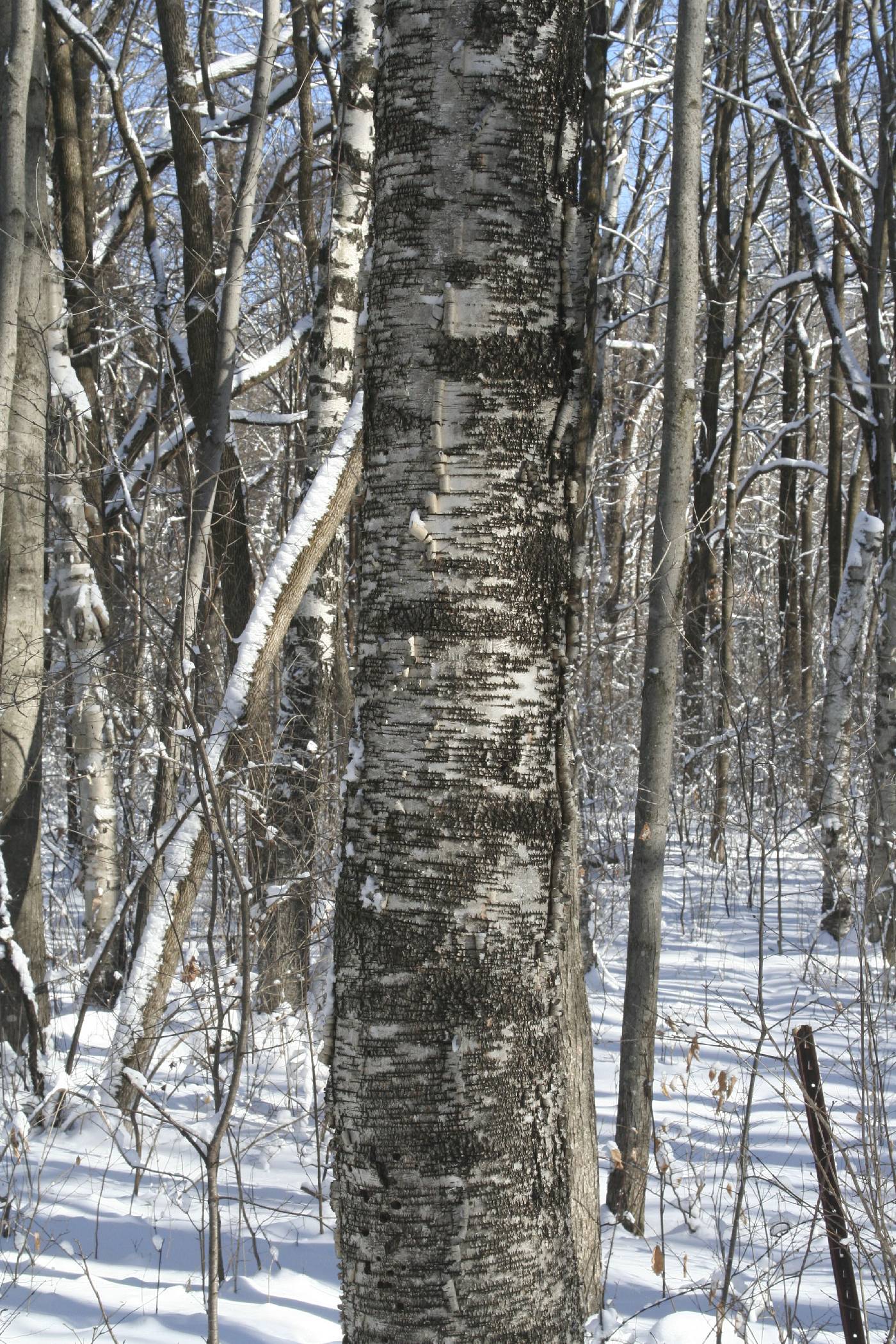 Betula papyrifera image