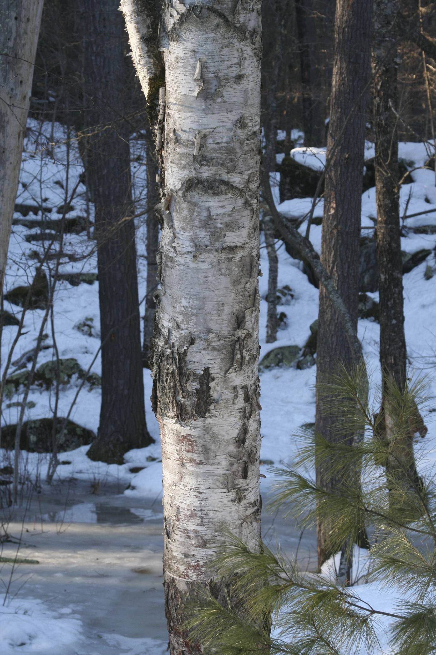 Betula papyrifera image
