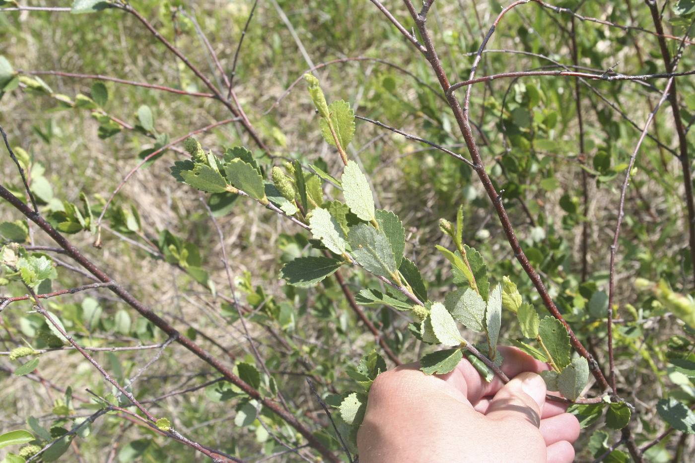 Betula pumila image