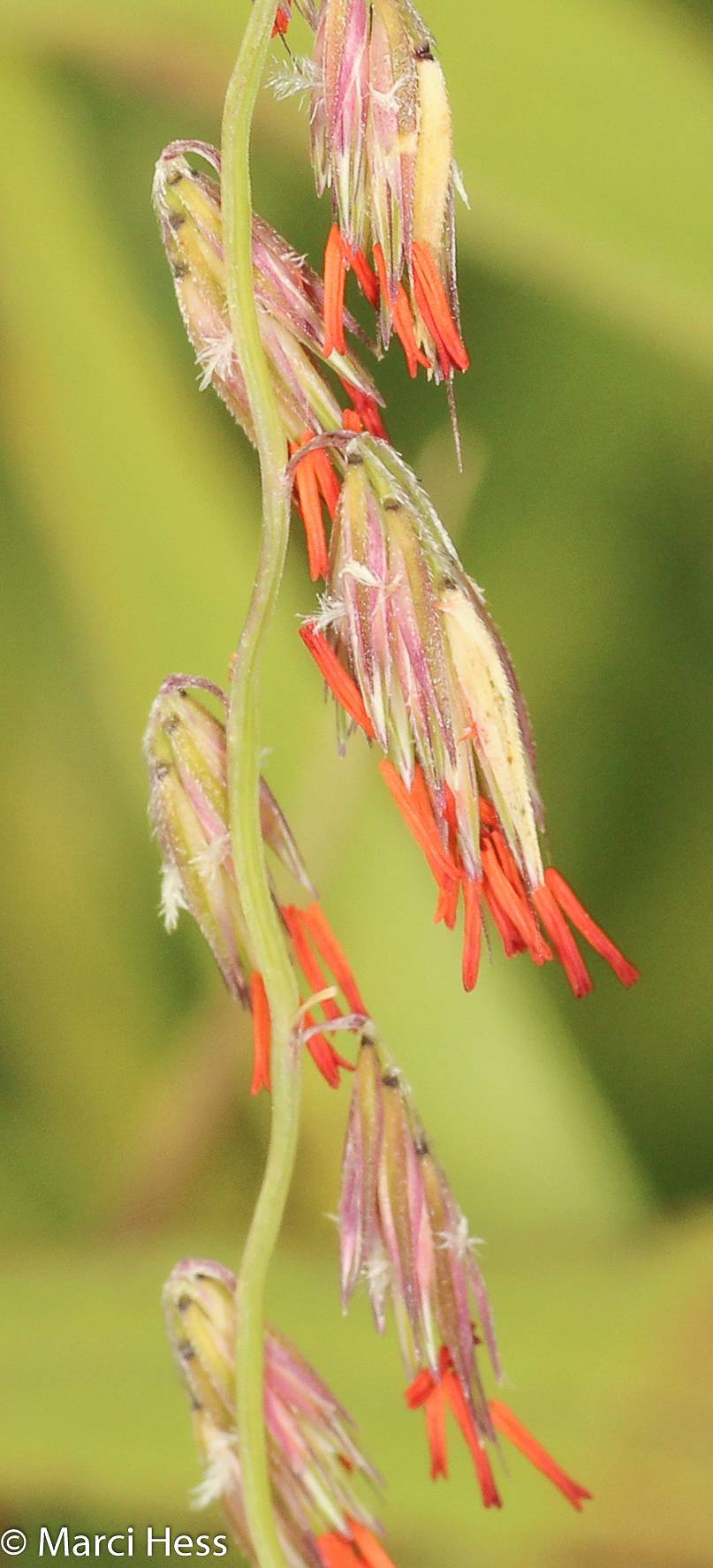 Bouteloua curtipendula image