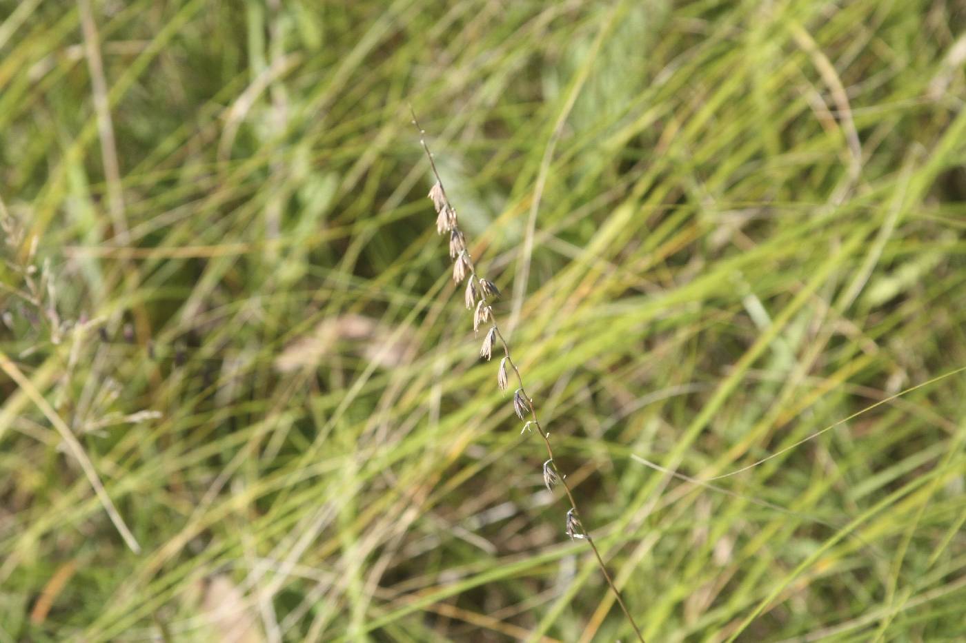 Bouteloua image