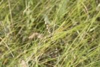 Bouteloua curtipendula image