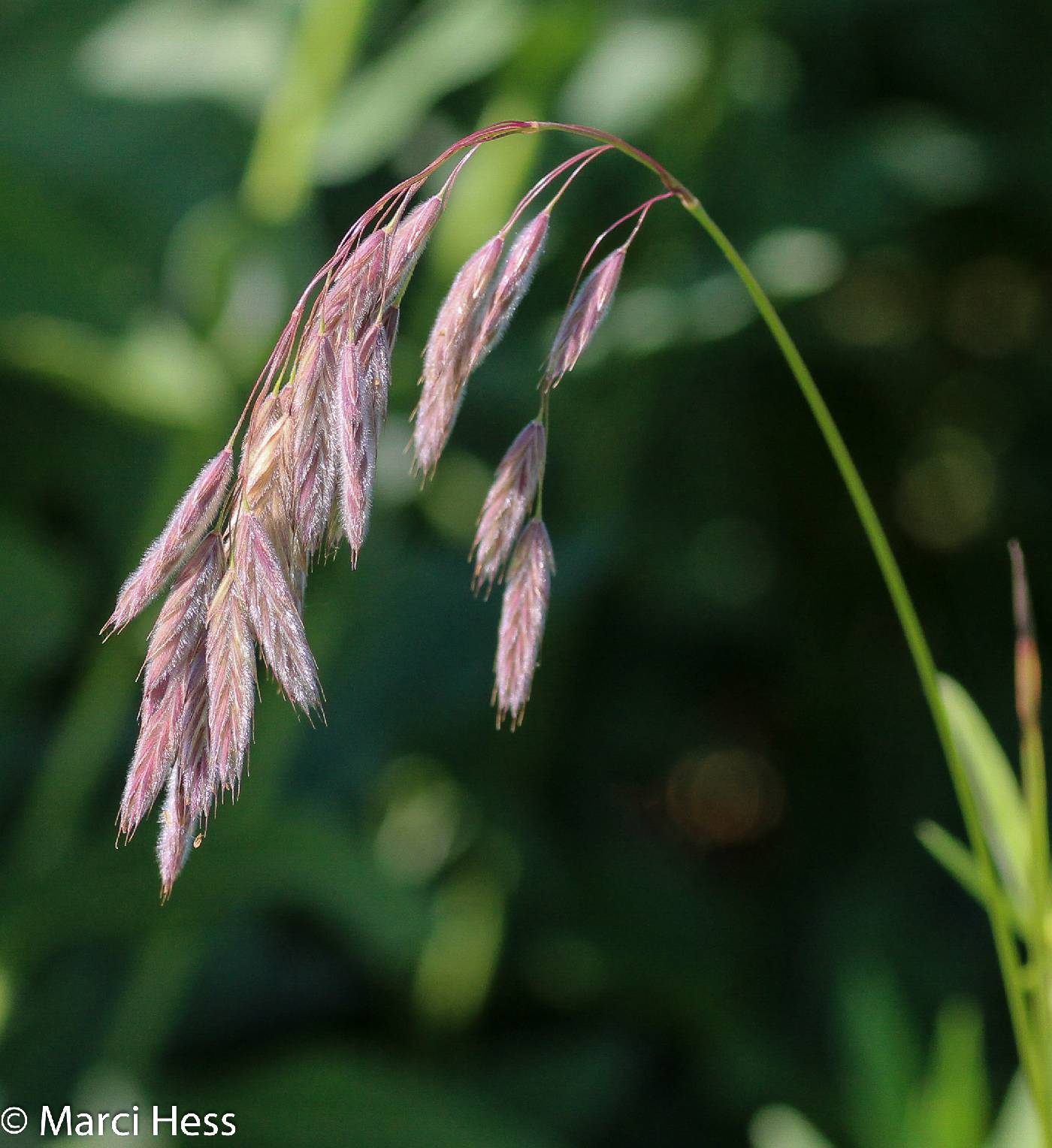 Bromus kalmii image