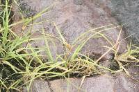 Bouteloua dactyloides image