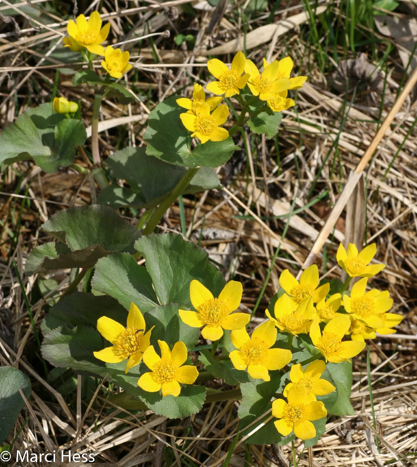 Caltha palustris image