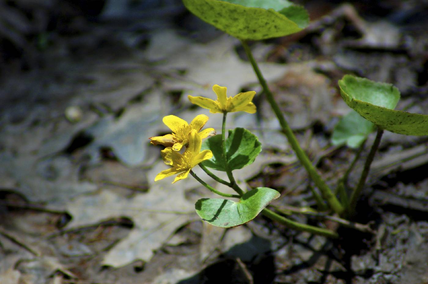 Caltha palustris image