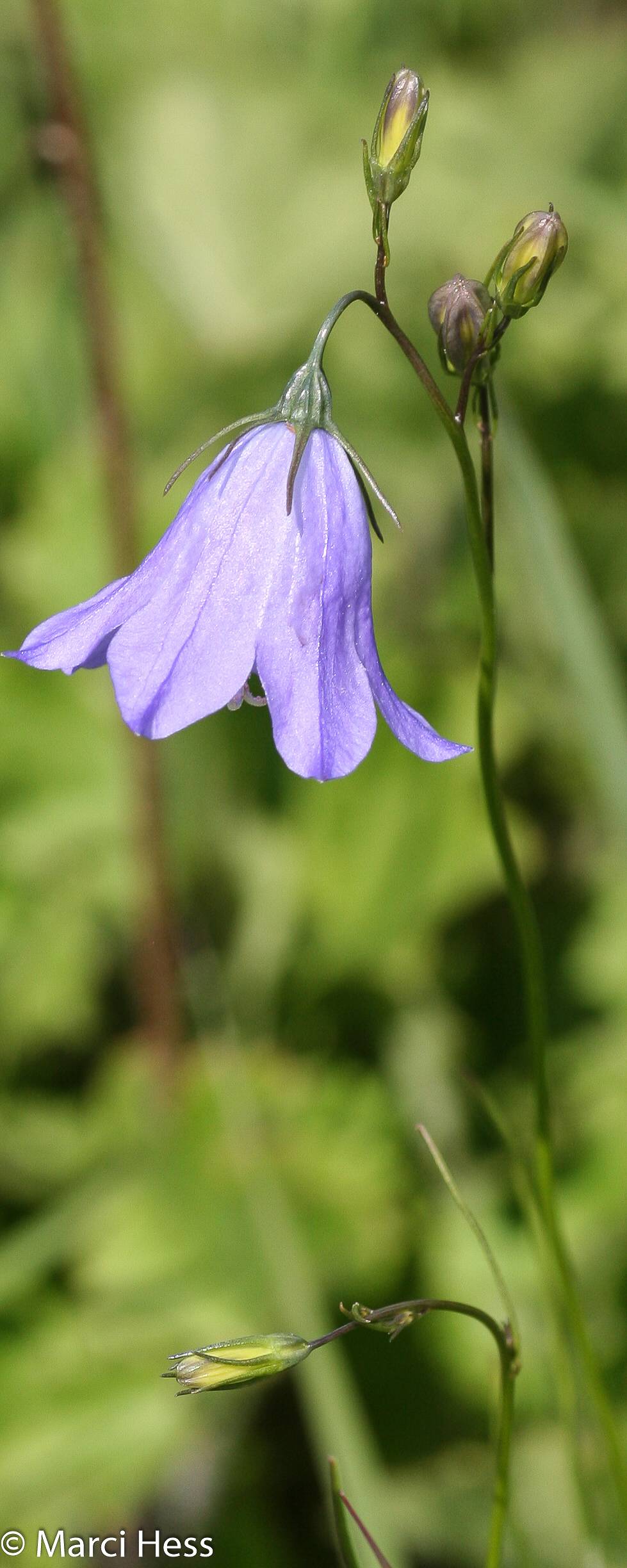 Campanula rotundifolia image