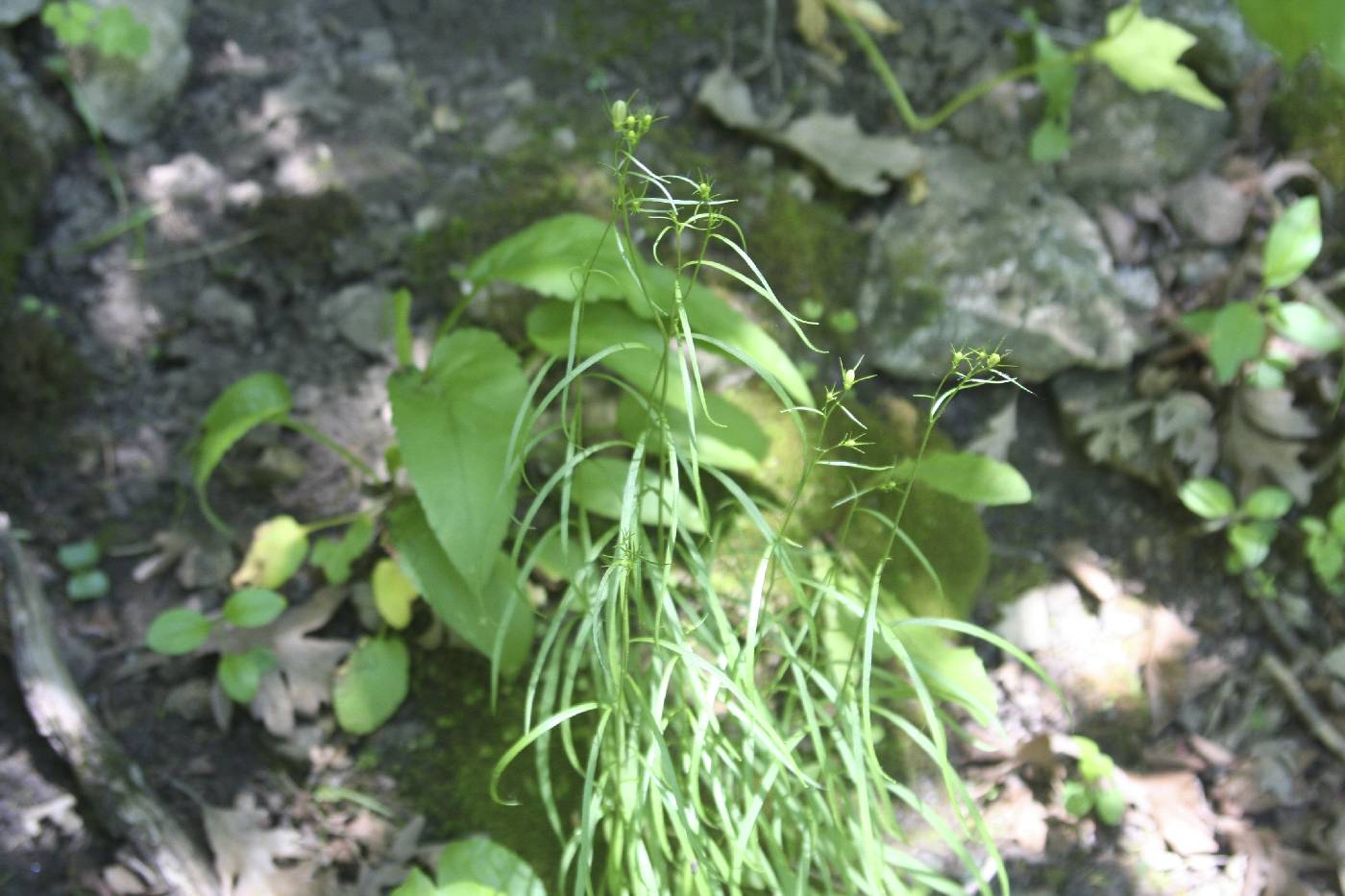 Campanula rotundifolia image