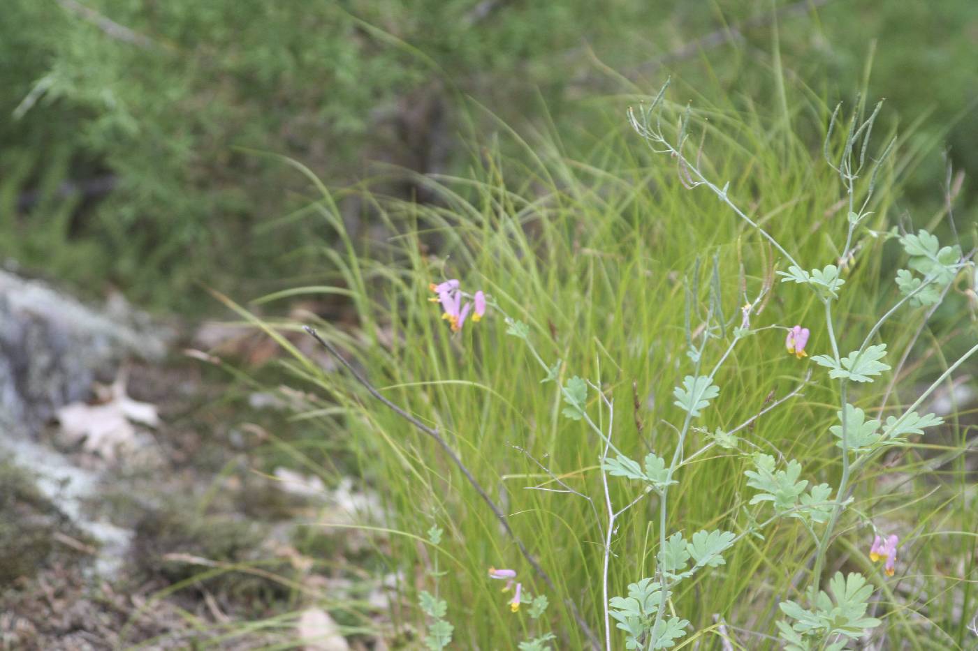 Capnoides sempervirens image