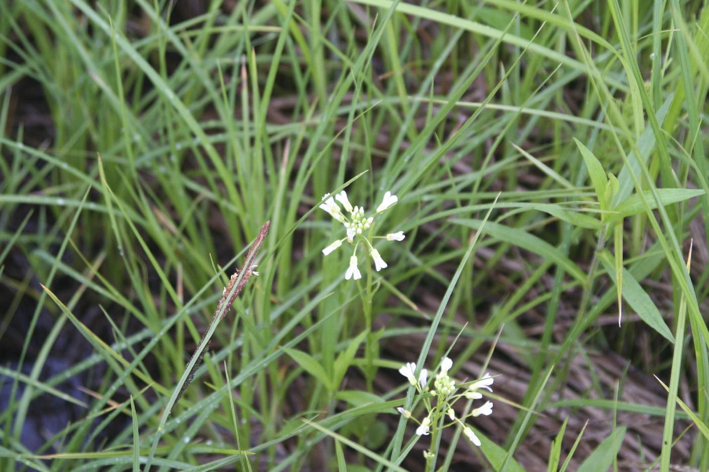 Cardamine bulbosa image