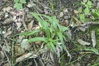 Carex albursina image