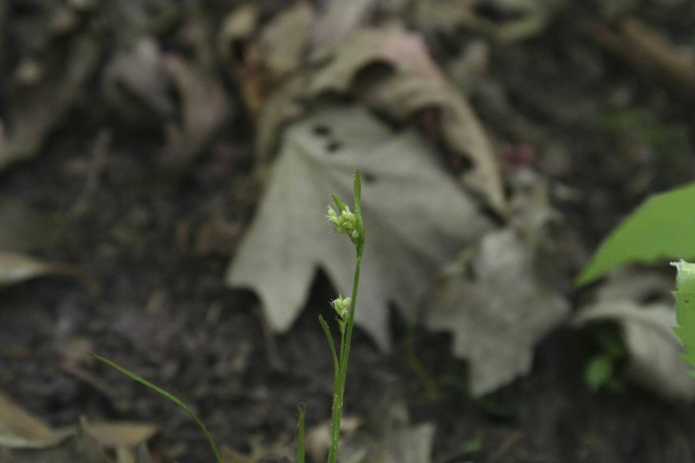 Carex blanda image
