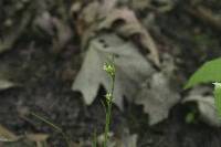 Carex blanda image