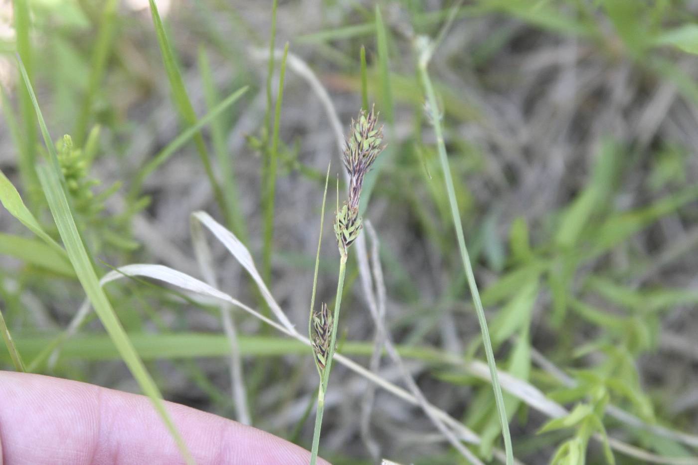 Carex buxbaumii image