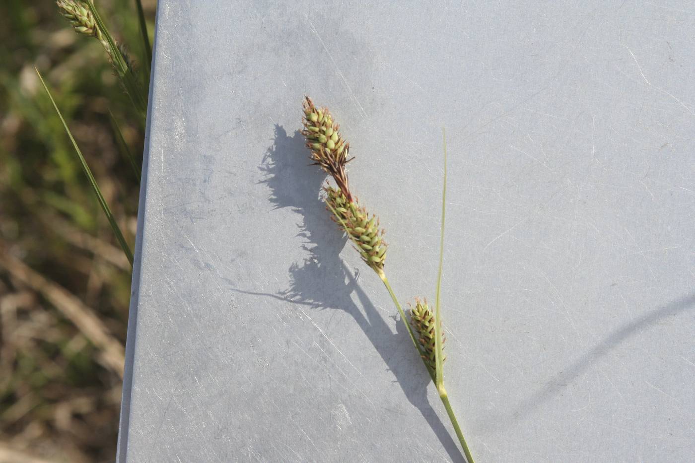 Carex buxbaumii image