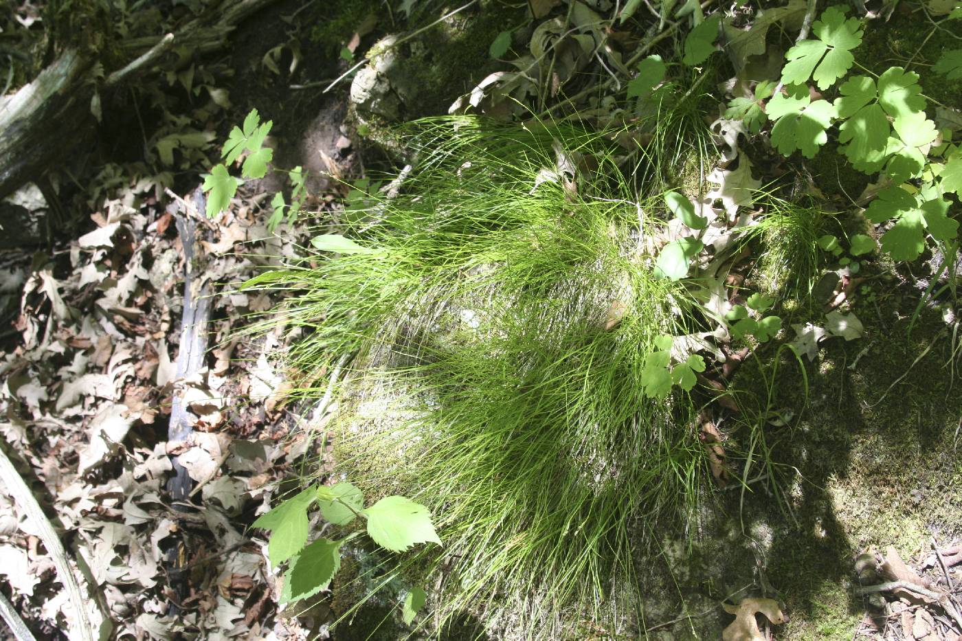 Carex eburnea image