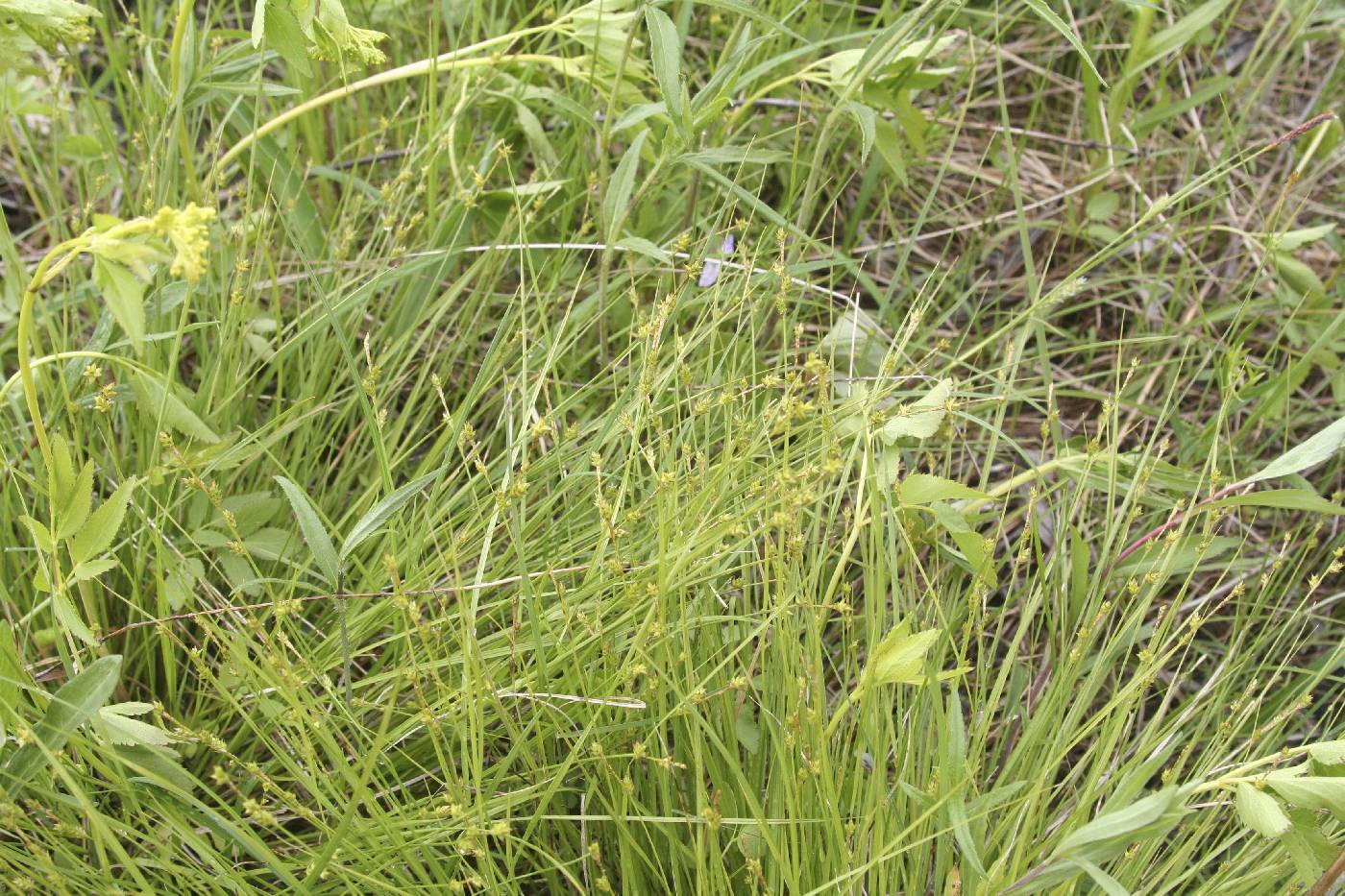 Carex interior image