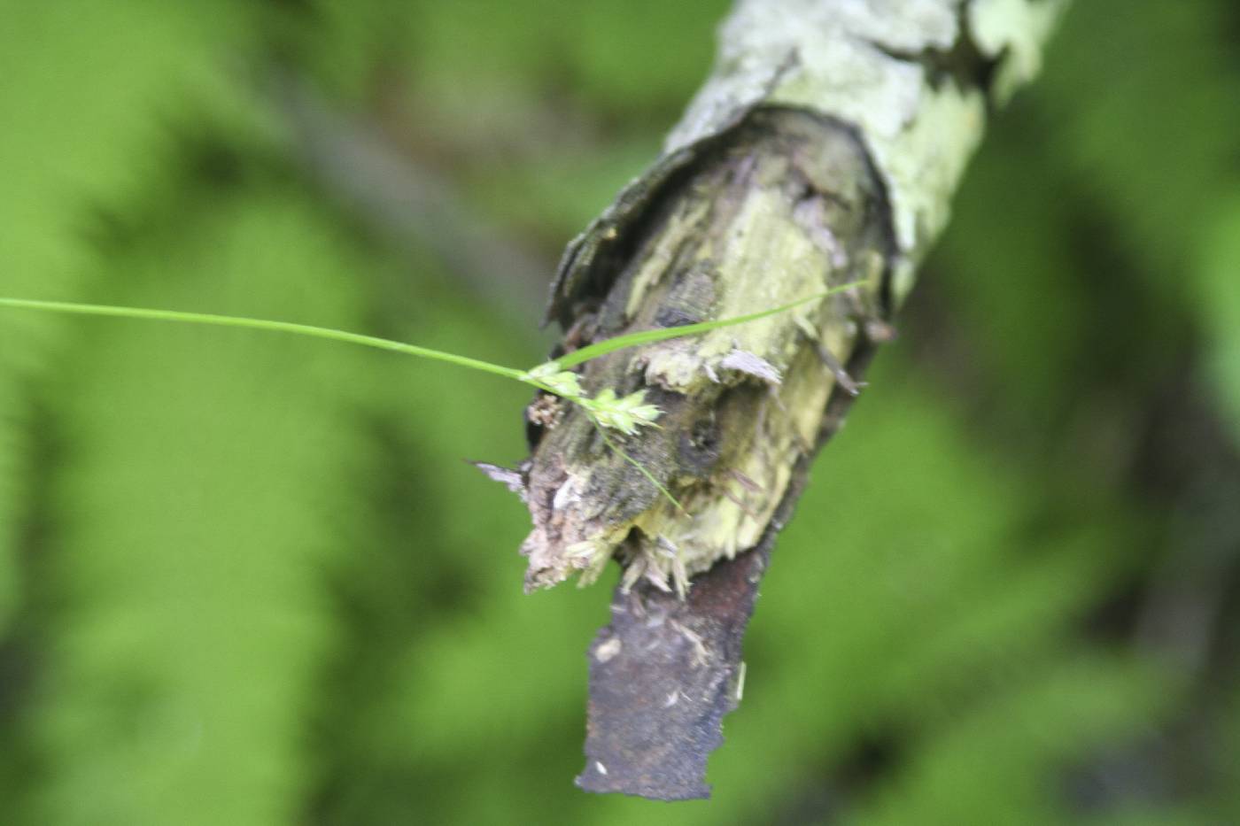 Carex peckii image