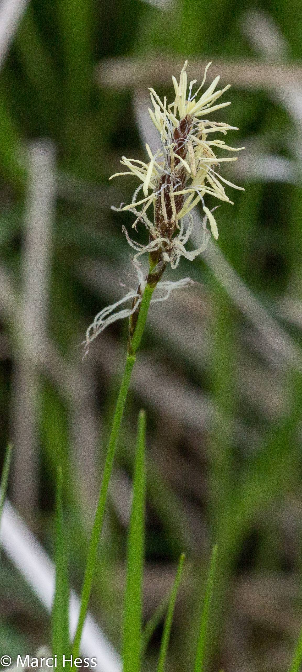Carex pensylvanica image