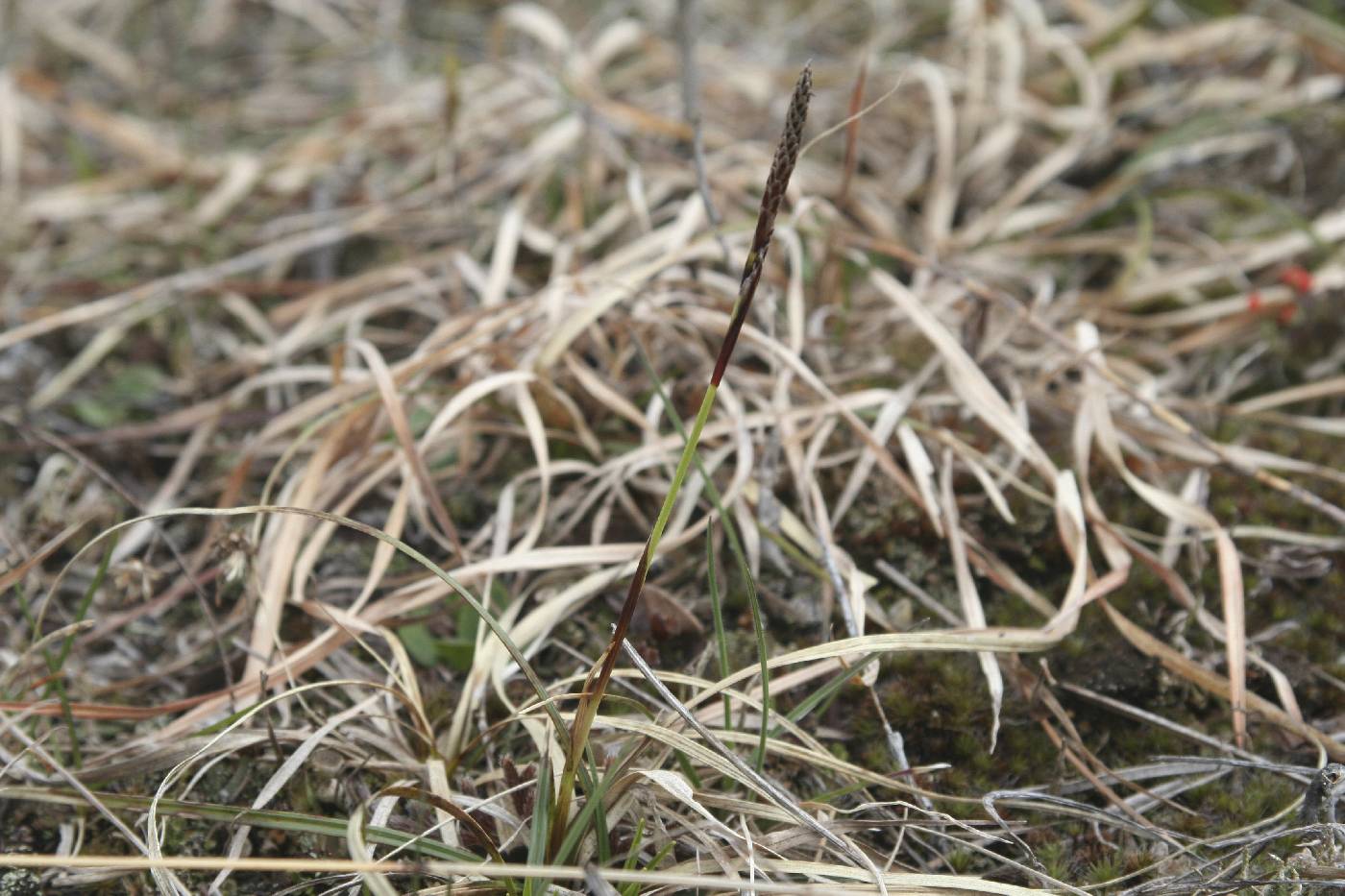Carex richardsonii image