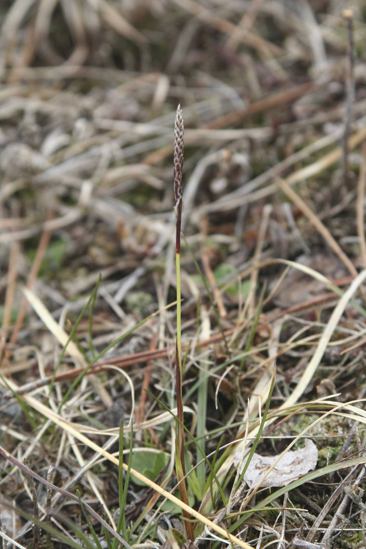 Carex richardsonii image