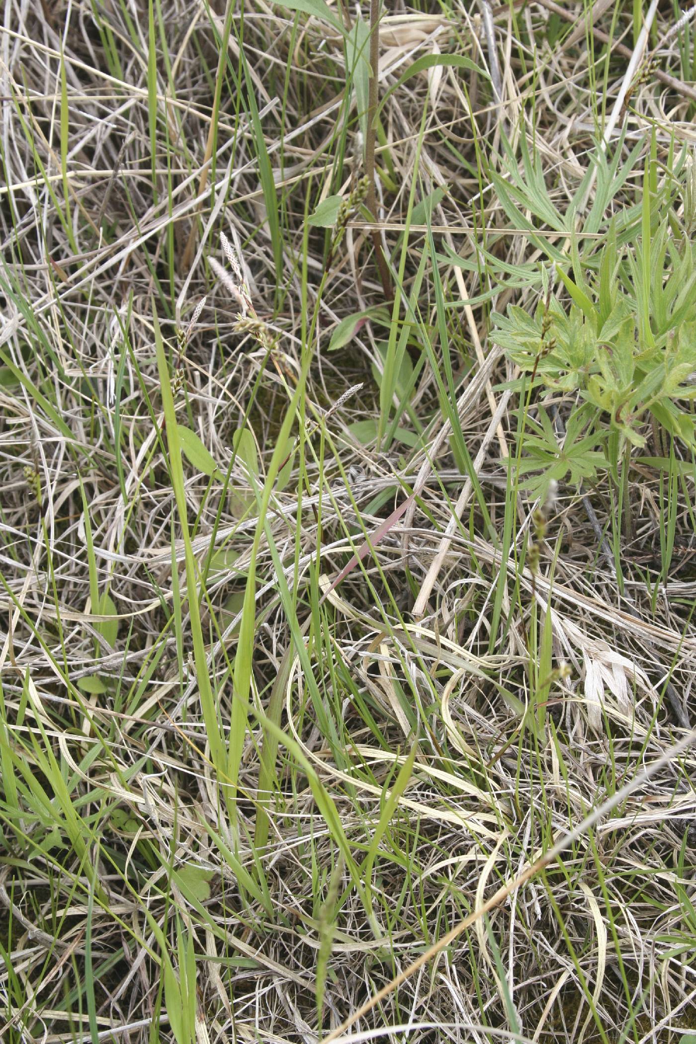 Carex richardsonii image