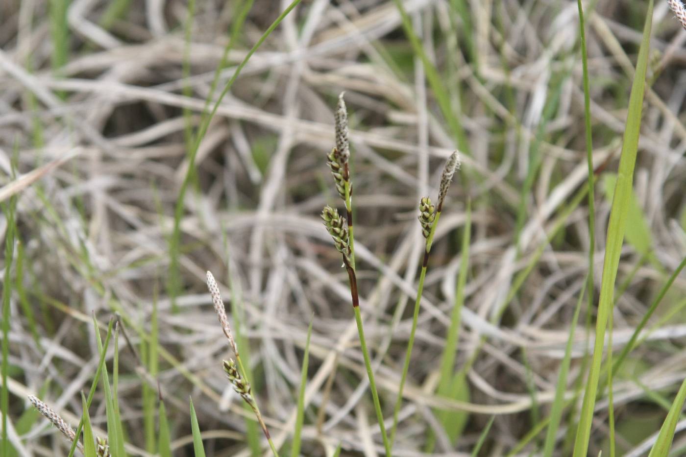 Carex richardsonii image