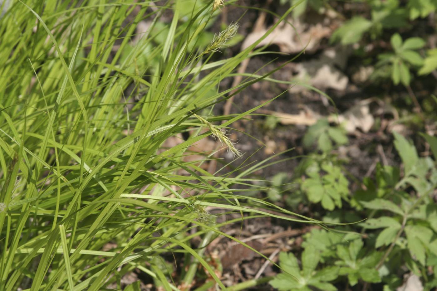 Carex sprengelii image