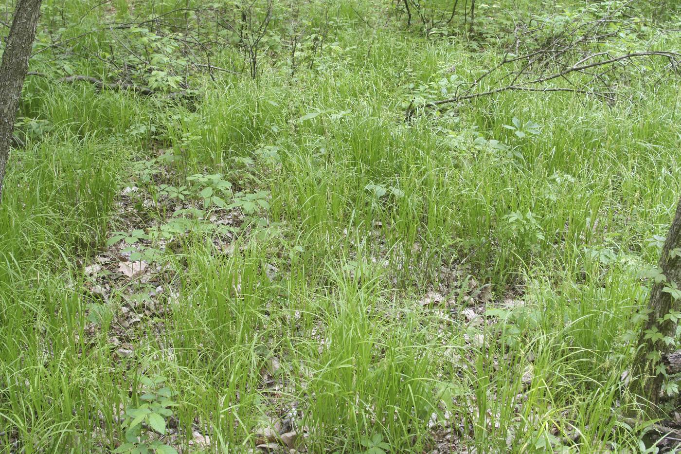 Carex sprengelii image