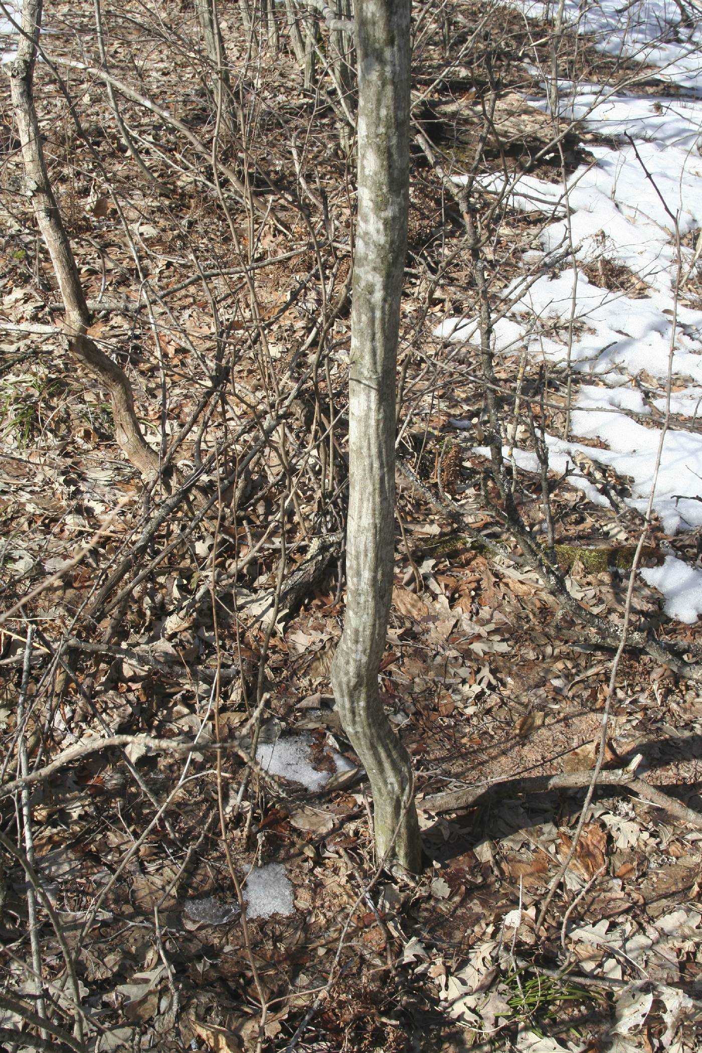 Carpinus caroliniana image