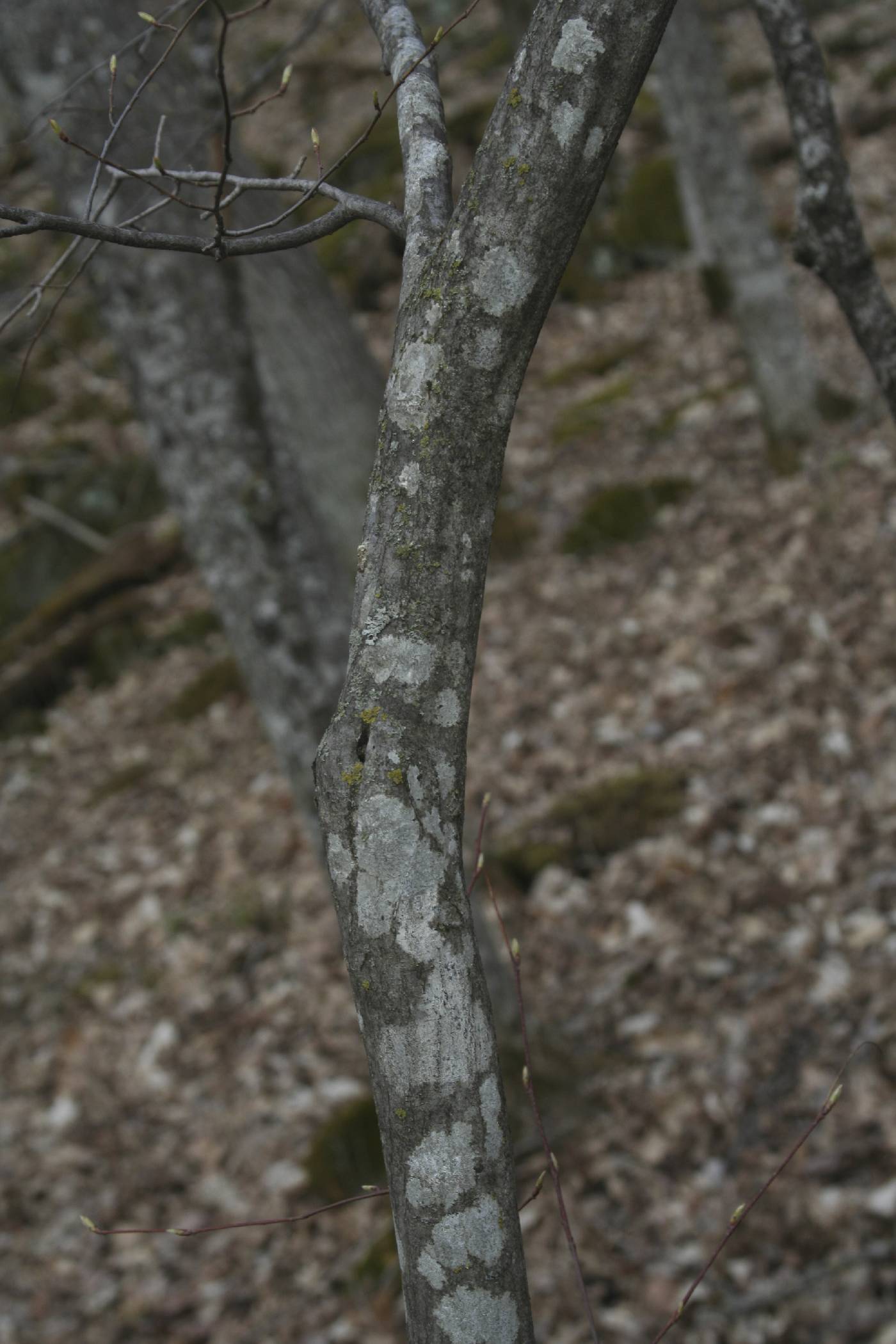 Carpinus caroliniana image