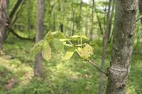Carya cordiformis image