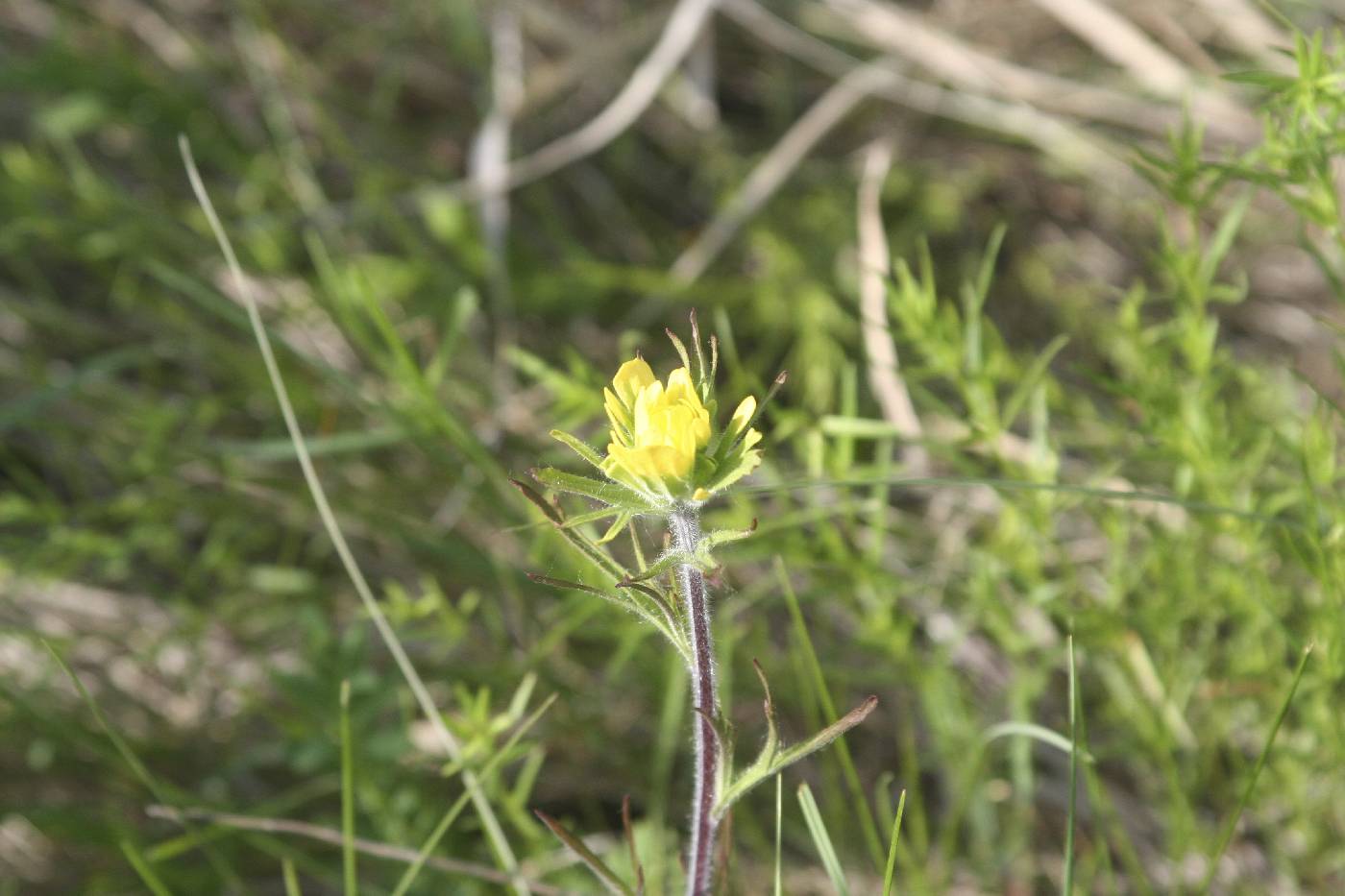 Castilleja coccinea image