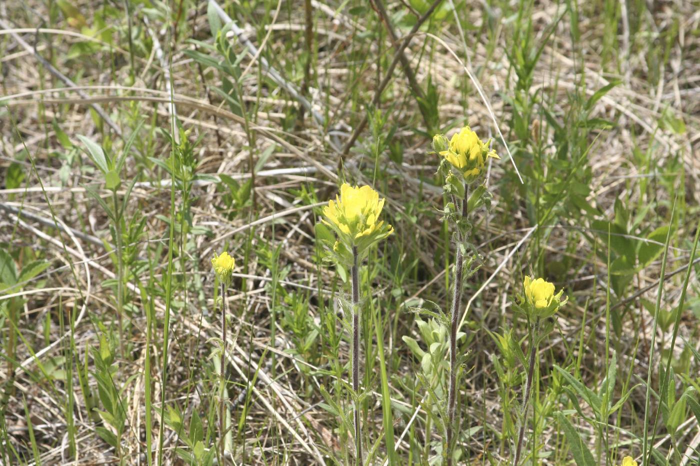 Castilleja coccinea image