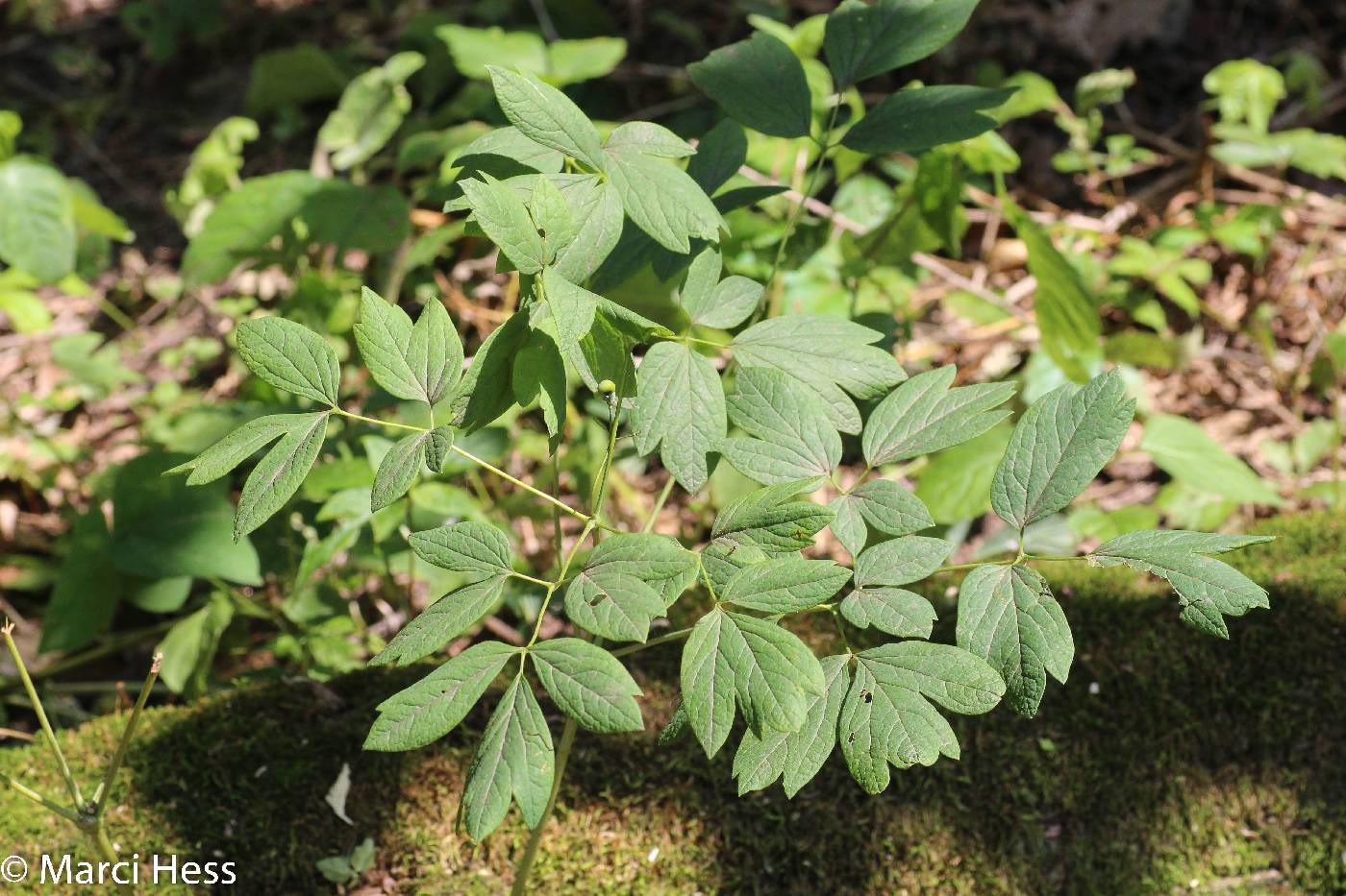 Caulophyllum thalictroides image