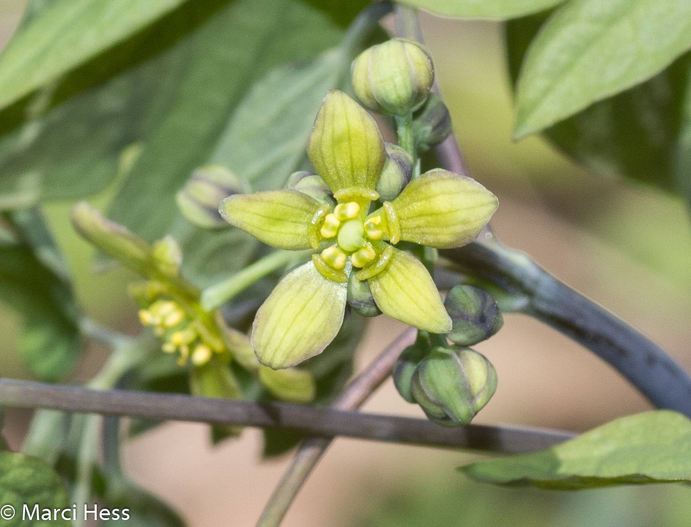 Caulophyllum thalictroides image