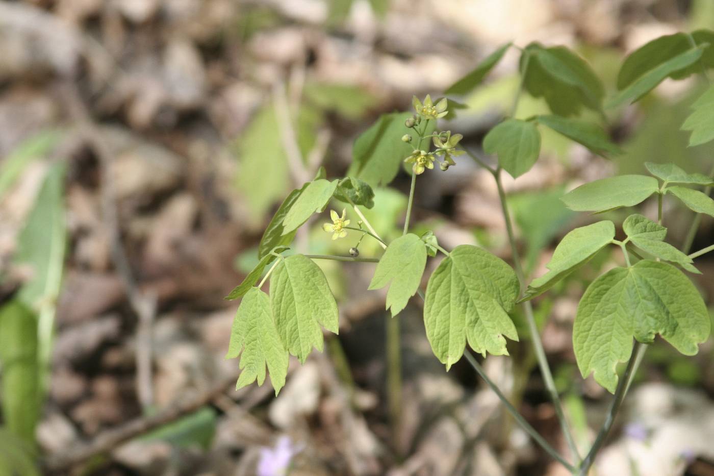 Caulophyllum thalictroides image