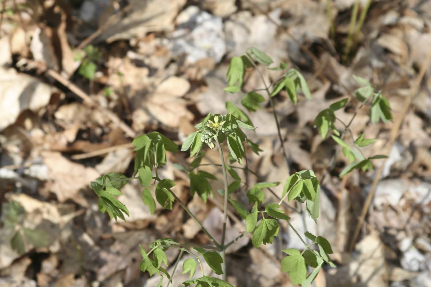 Caulophyllum thalictroides image