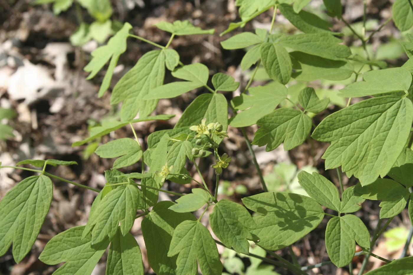 Caulophyllum thalictroides image