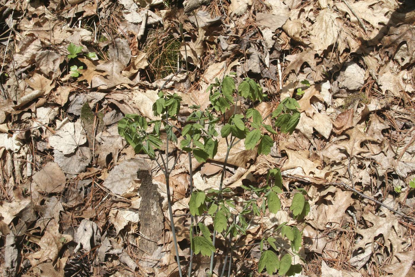 Caulophyllum thalictroides image