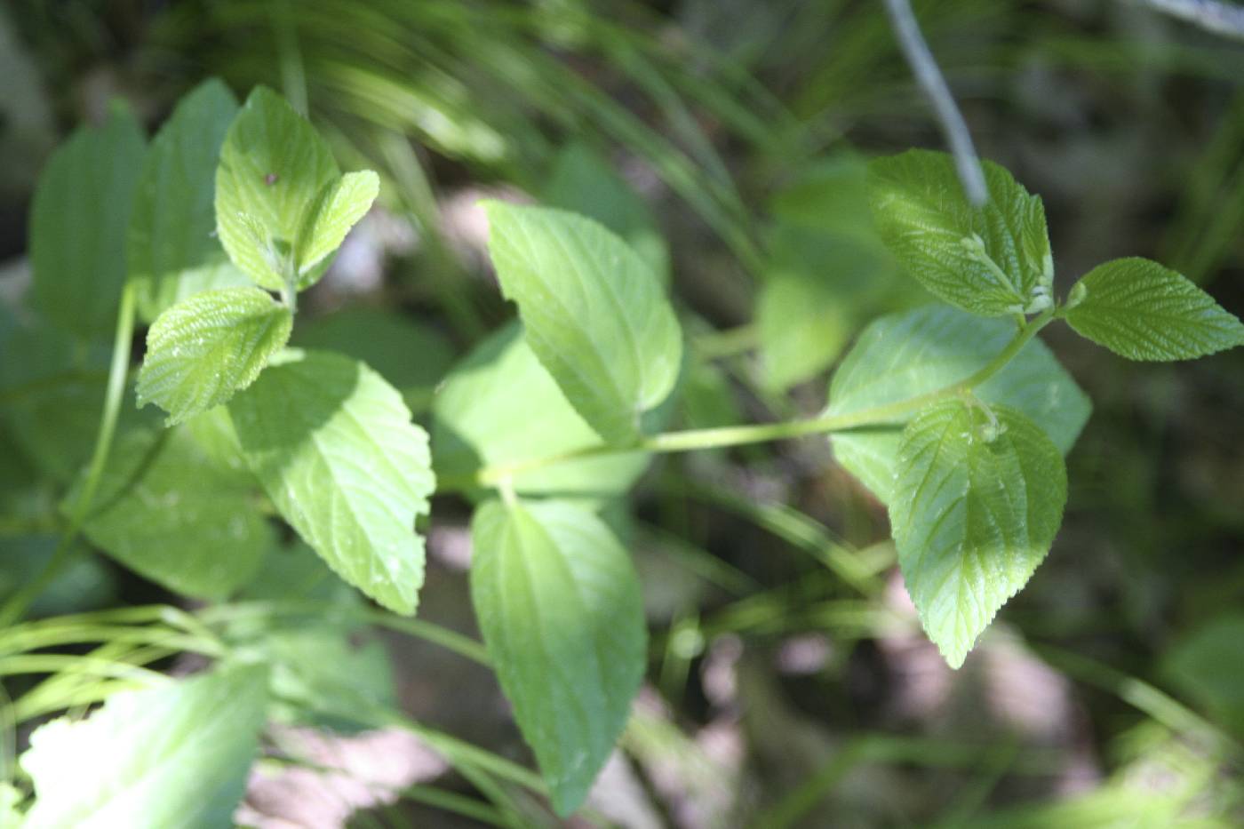 Ceanothus americanus image