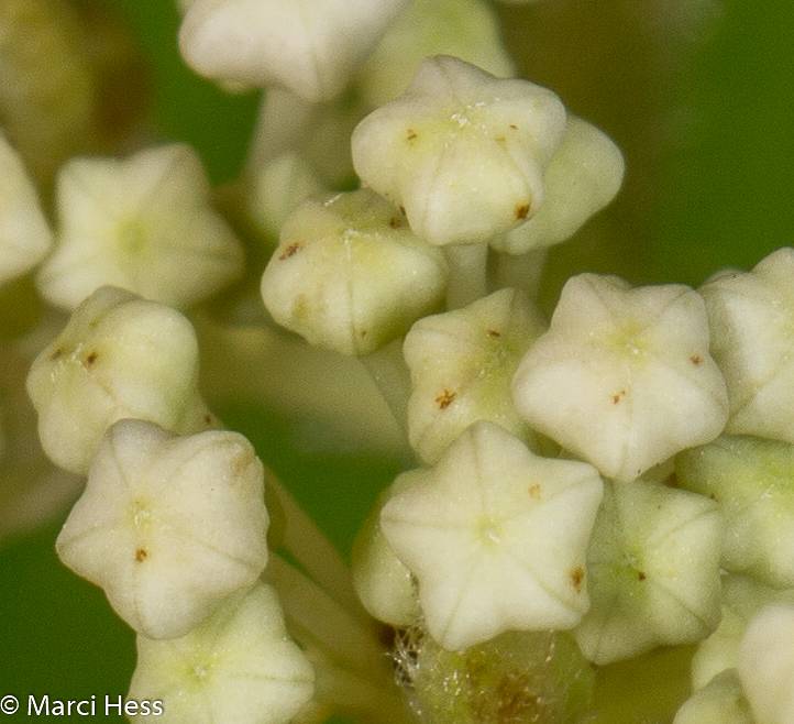 Ceanothus americanus image