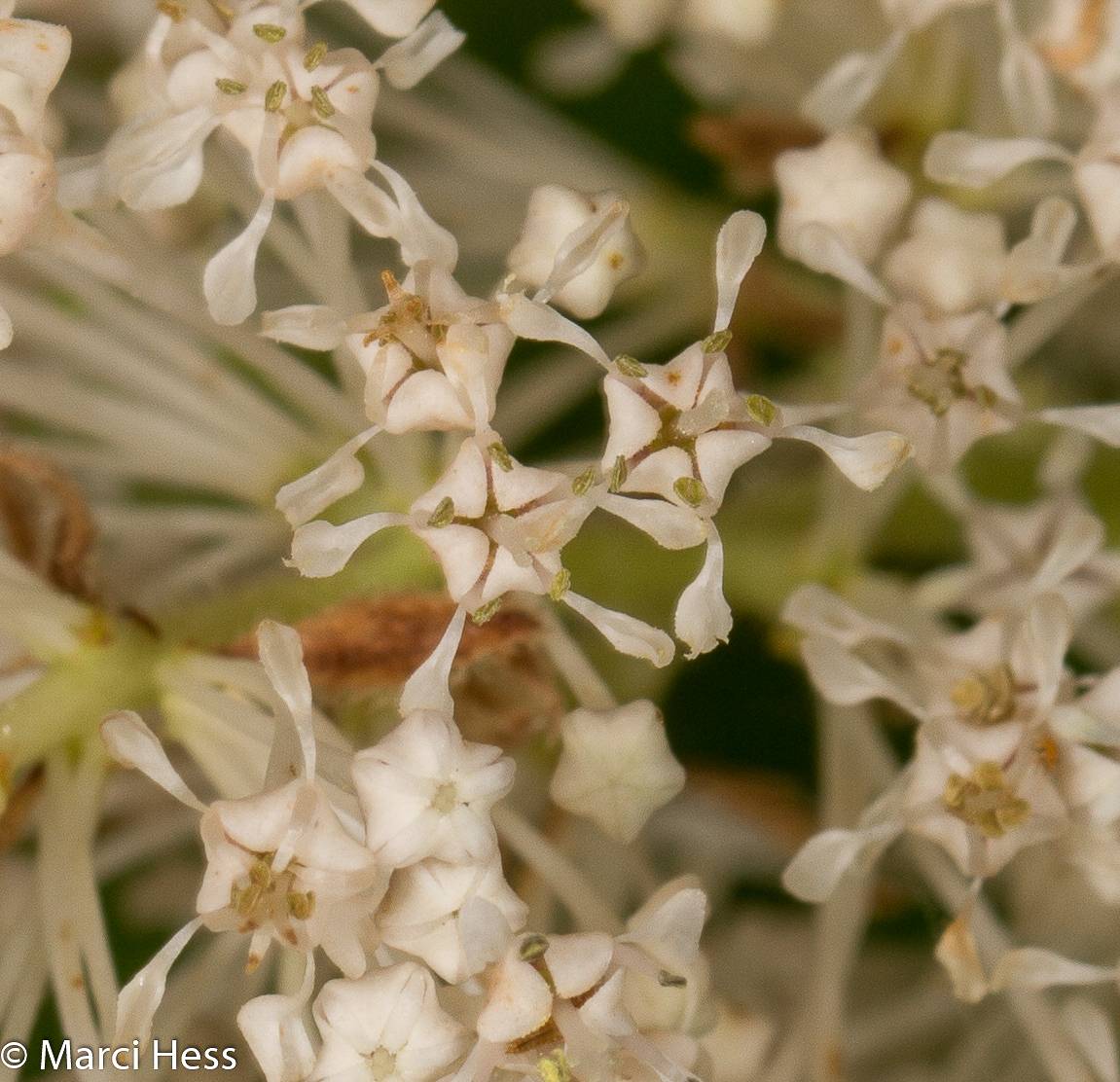 Ceanothus americanus image