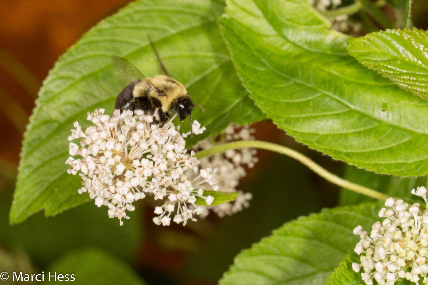 Ceanothus americanus image